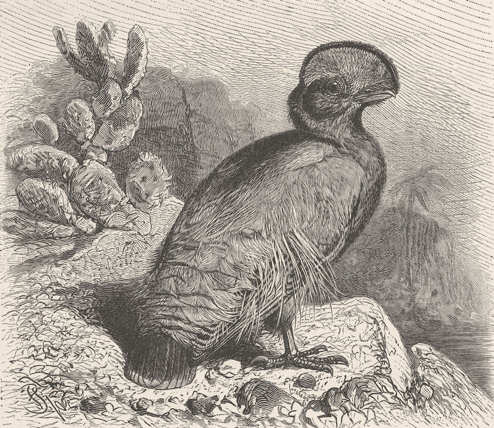 PERCHING BIRDS. Cock of the rock 1894 old antique vintage print picture